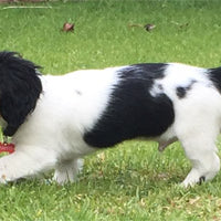 A New Addition To The Office .... Hunter